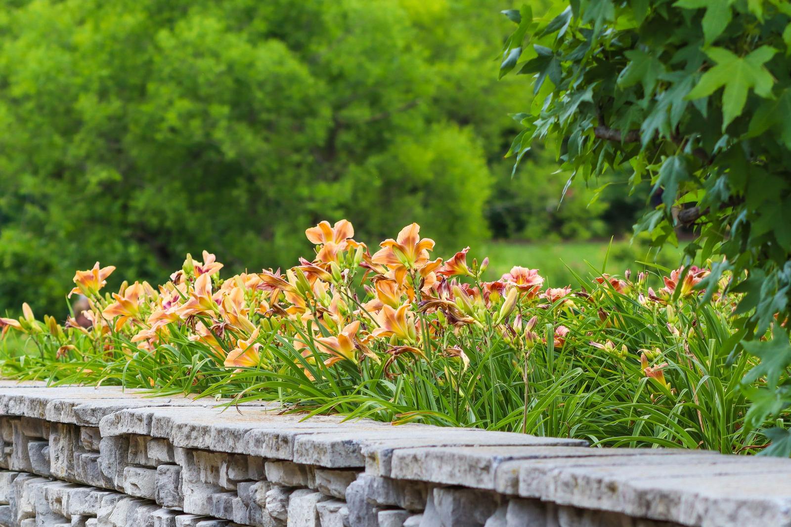Orange daylilies blooming in a raised bed edged with a stacked stone wall and cap