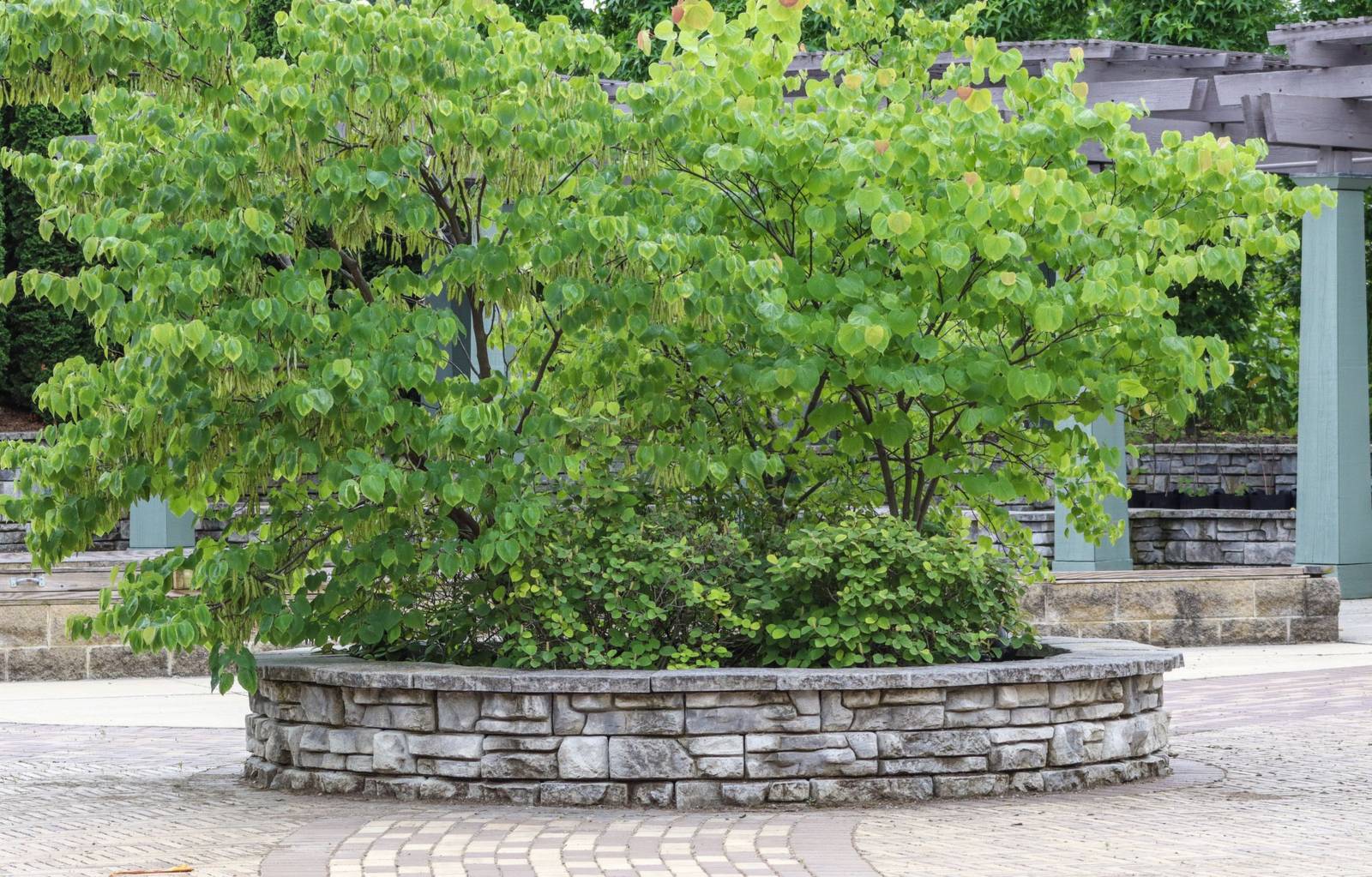 Circular raised planter of stacked stone holding a leafy tree and shrubs on a paved plaza